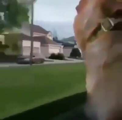 Где твой мячик?