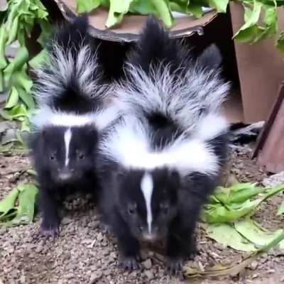 Angry babies at pasadenahumane