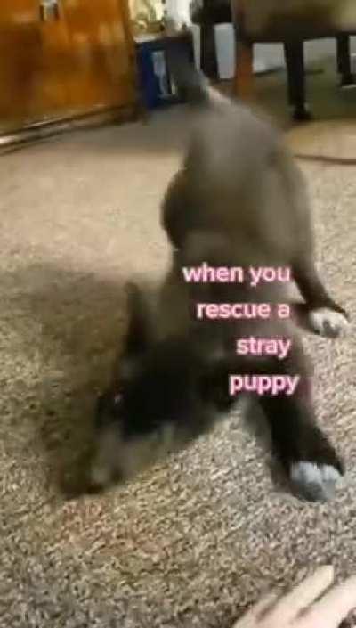 Is that Sirius Black!?