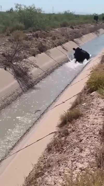 MasSIVE Fish CausEs dROuGhT