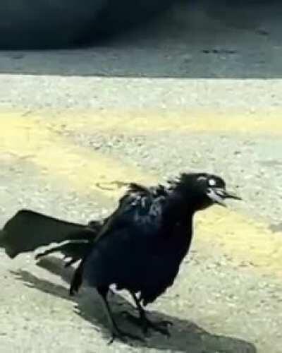 cursed_Zombird