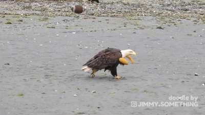 Коротко об Америке