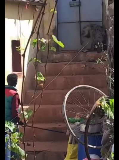 Video of eritreans 🇪🇷chasing a hyena with sticks and stones after the hyena got inside their home trying to search for  food 😂