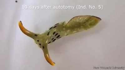 🔥 Slug Autotomy: Full Regrowth in 17 Days