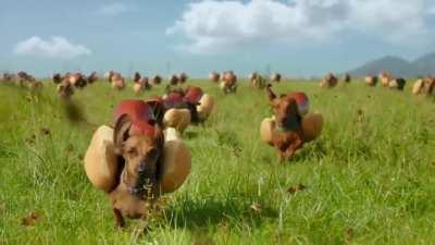 Alguien me explica el por que la comunidades de r/BeelcitosMemes y la de r/MAAU se llevan mal (yo opino que ambos son igual de otakus 🗿)