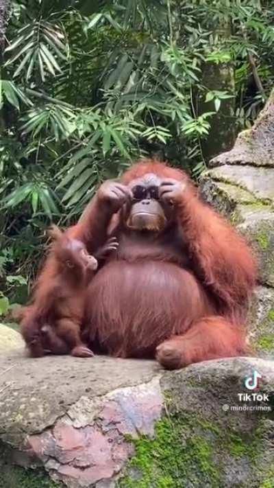 Orangoutang trying on tourists lost sunglasses