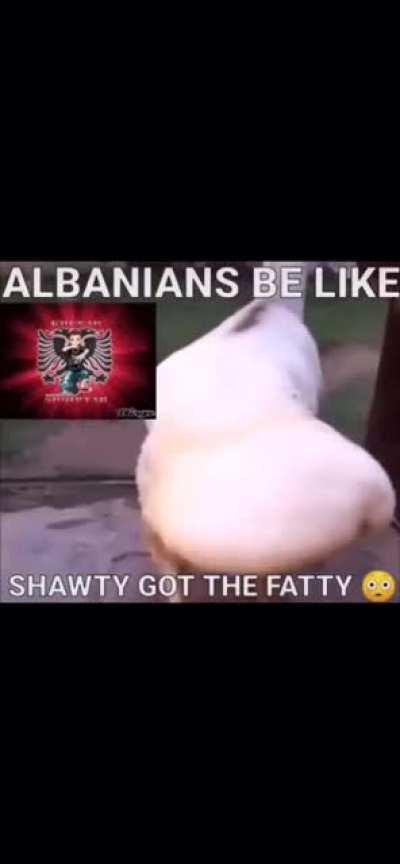 Average albanians dream