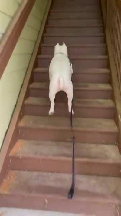 Dog hops up the stairs