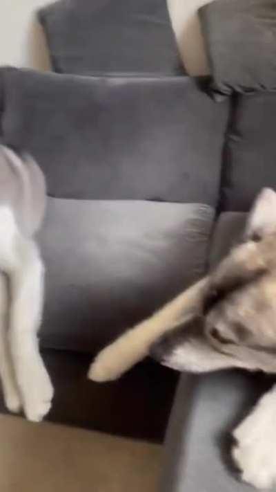 Huskies are such lovable goofballs...