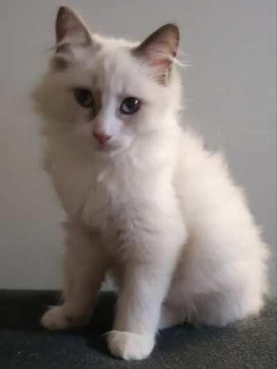 Milo, time to pose for the camera buddy! *yawn*