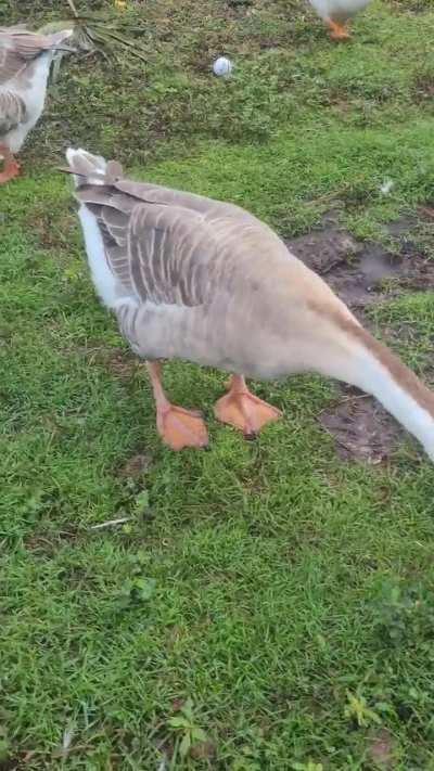 Today's morning chat with Sir Honky