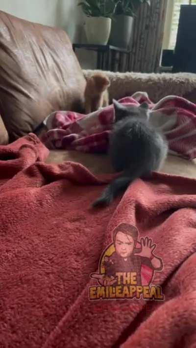 Someone told me to post our kitty stealth mode attack