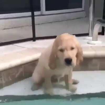 Pupper finds the water a little deeper than expected