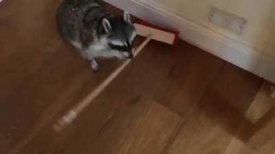 Trash cleaning Trashpanda