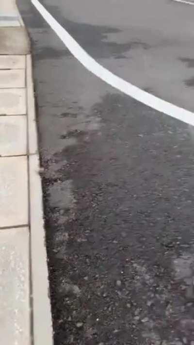 Dog touches insect and instantly regrets it.