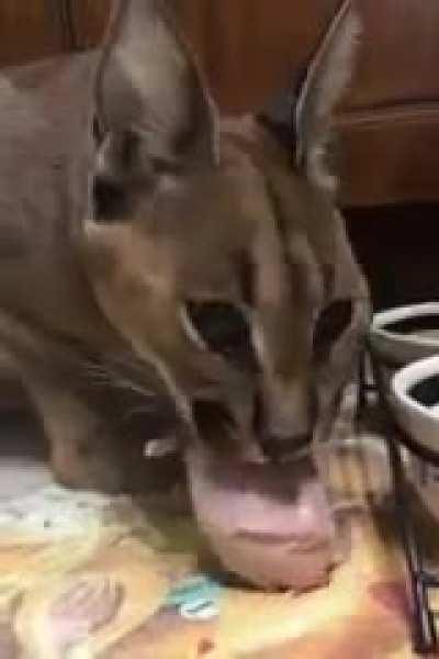 Floppa enjoying a delicious wing.