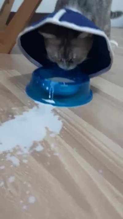 See what I have to put up with, human?