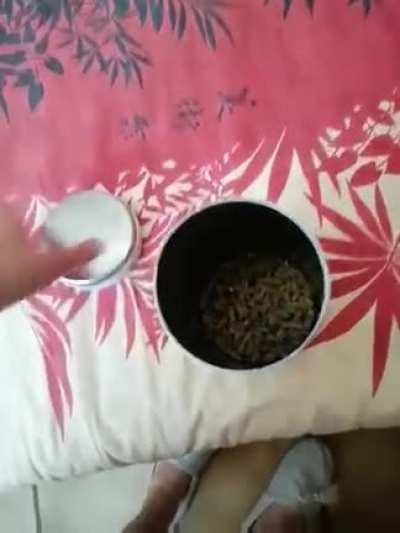 Watch a murder of a pet owner