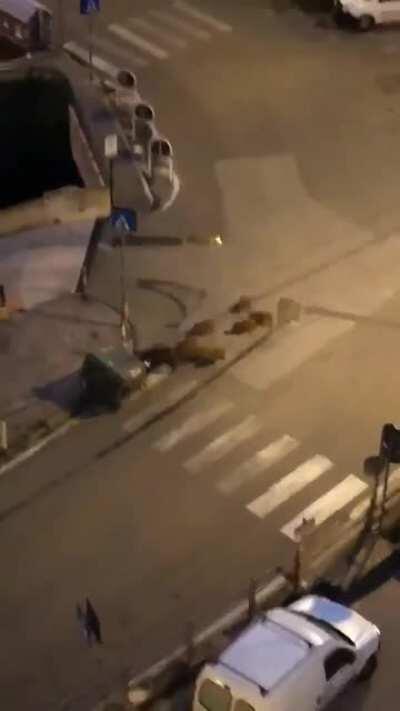 A Barcelona, quan els humans abandonen les barricades, la lluita continua amb nous relleus
