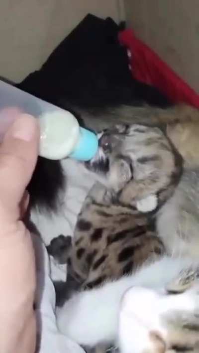 A mother puma and her three cubs were run over on a road in Argentina. The only surviving cub is fighting to recover under veterinary care and is being accompanied and protected by a domestic cat