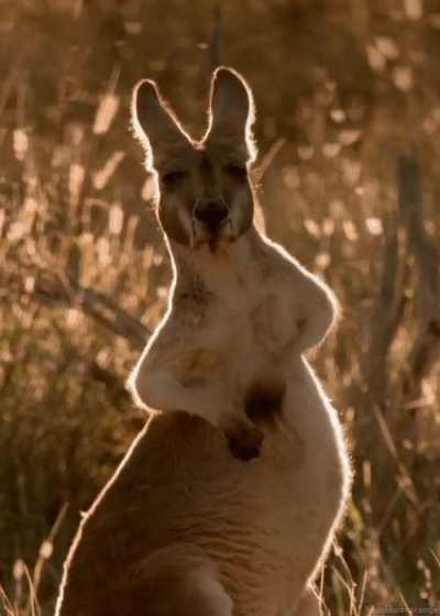 🔥 🦘 Belly scratching kangaroo looks pretty satisfied 🦘 🔥