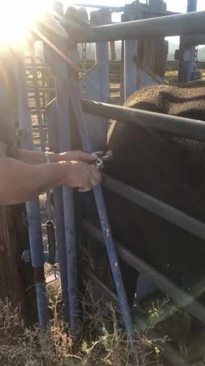 A foot-long piece of an Elk Antler being pulled out of a cow.