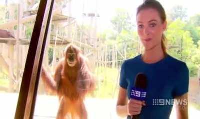 The Smiling Orangutan. “I would never want the wildlife to be harmed. I respect the ecosystem. But this guy... this guy gotta go”