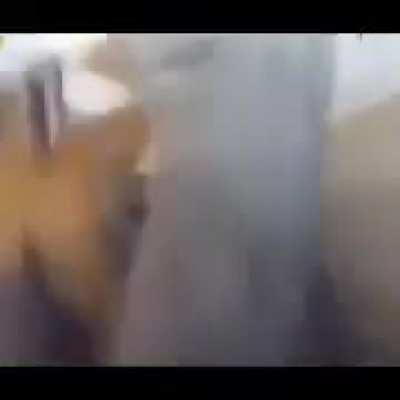 Ardilla vs ardilla con música de linkin Park de fondo