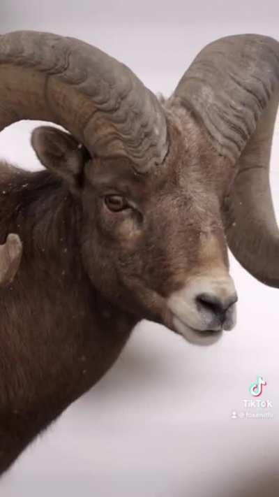 Big horned Ram 🐏