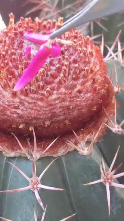 Melocactus fruit pulling