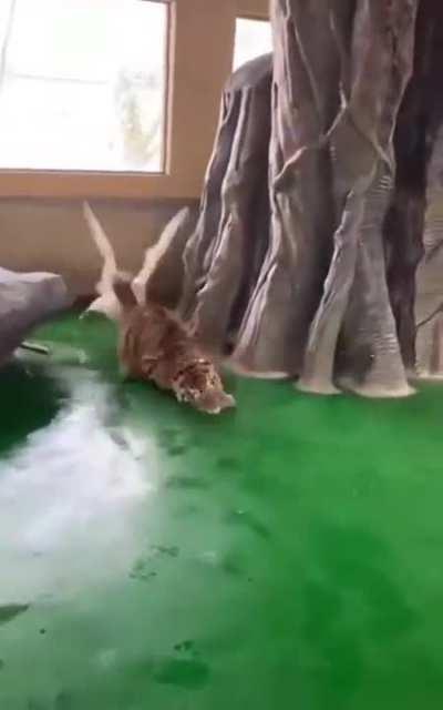 goose, a tiger's cattle dog