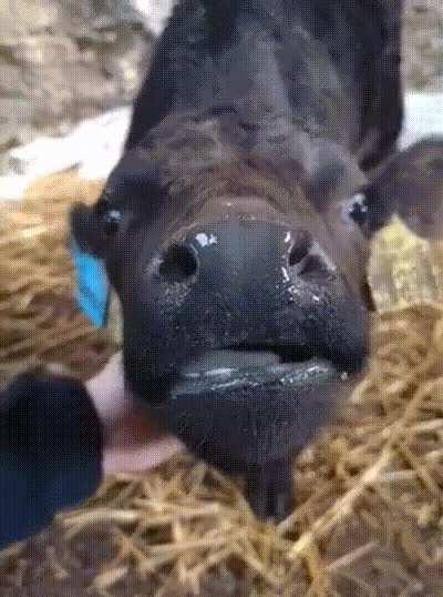 Dominic has started to love getting scratches!