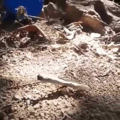 This ant has a surprise for his mates in the hill.