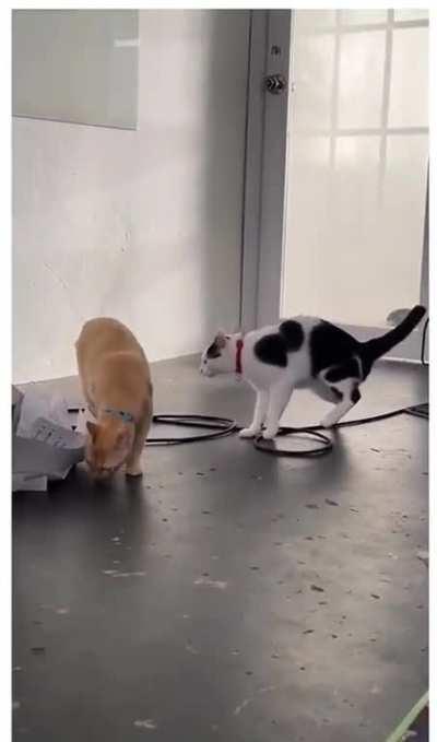 Playing guitar for cats