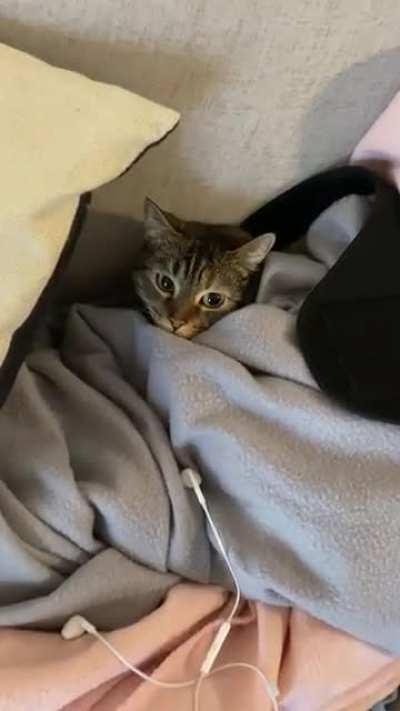 Someone looks comfortable