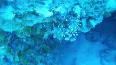 Divers experience sonar ping from a nearby submarine. not oc