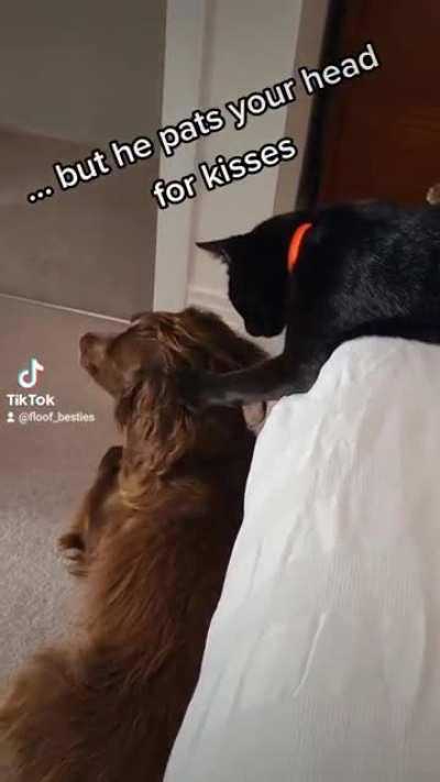 I made a tiktok for my cat and dog