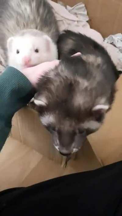 giant stretch! giant yawn!