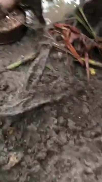 Pig adds some protein to its meal