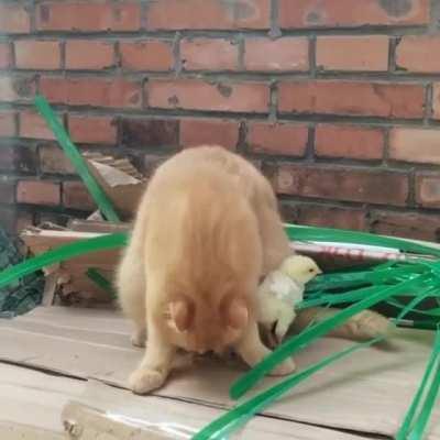 Purrtective surrogate mom for baby chicks