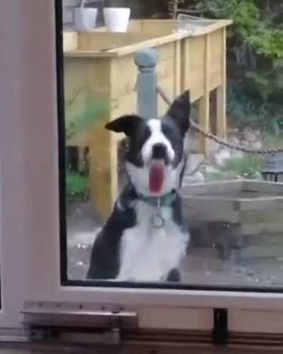 Good boi doggo plays by his own rules!