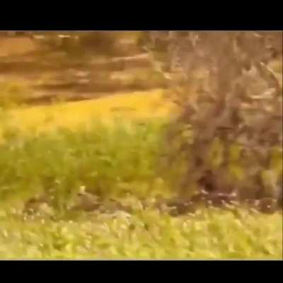 🔥Surrounded by wild boars, a leopard jumps down, grabs one, and climbs back up.