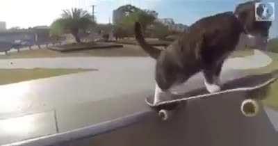 sk8r cat