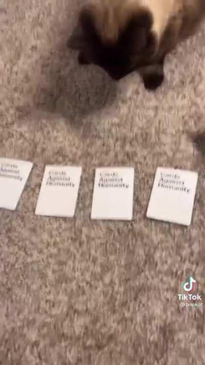 Blursed cat part twelve