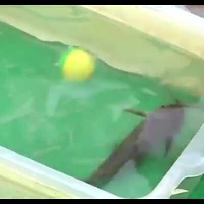 This fish can score goals like a pro