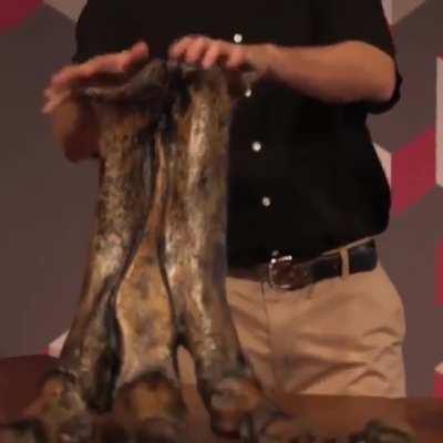 Learning about T-rex's feet and what that means for you.