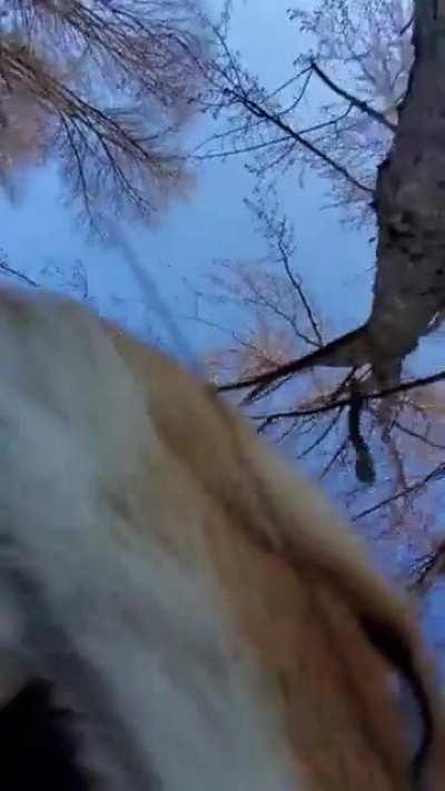 Phone stealing fox.
