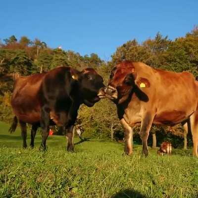 Svea and Svenja enjoying each other's friendship