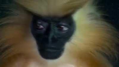 Golden langur observing
