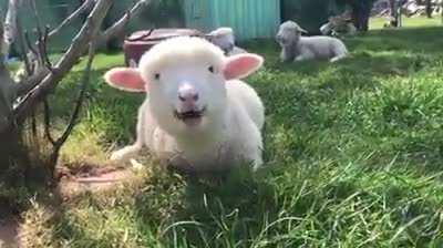Honky Cat from Edgar's Mission Sanctuary enjoying the Victorian sunshine